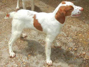 female Brittany puppy for sale